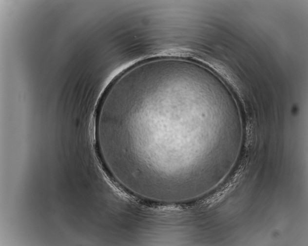 X0000098170838200805011012