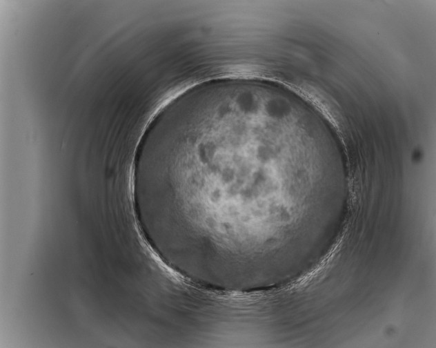 X0000098170839200805011012