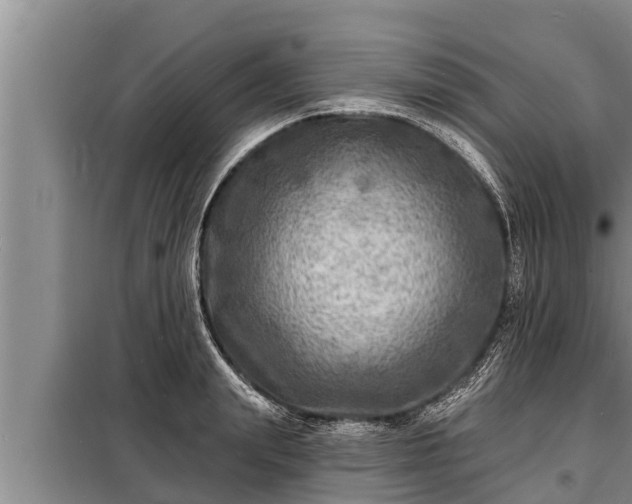 X0000098170847200805011012