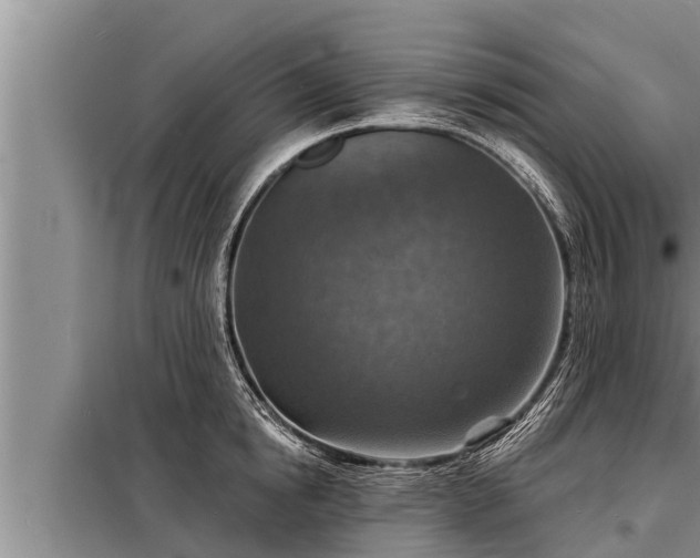 X0000098170854200805011012