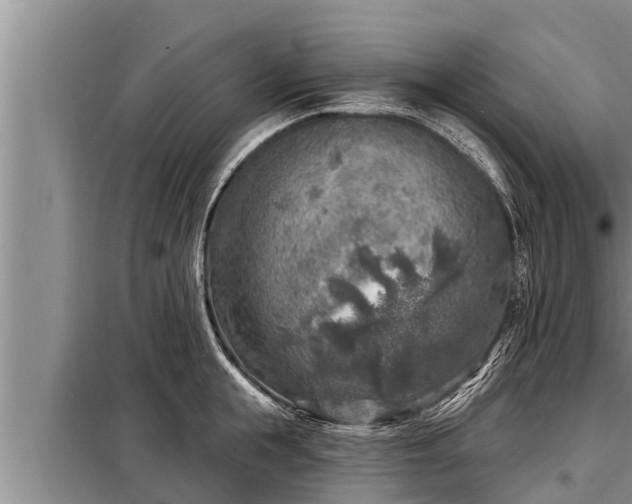 X0000098170855200805011012