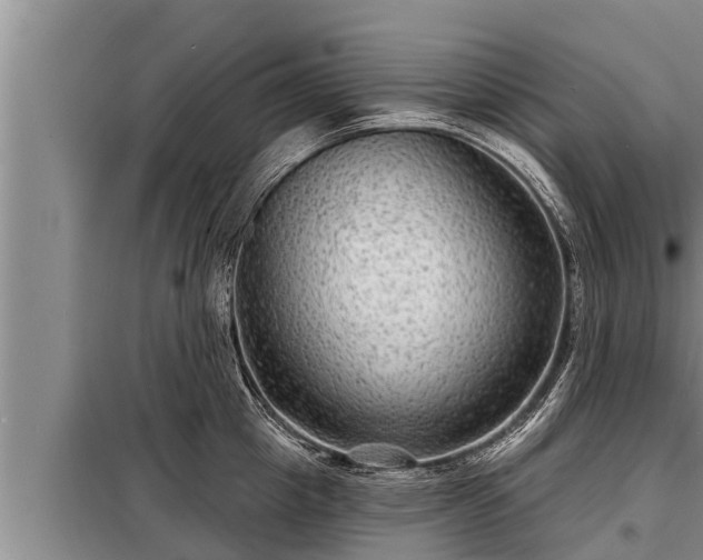 X0000098170857200805011012