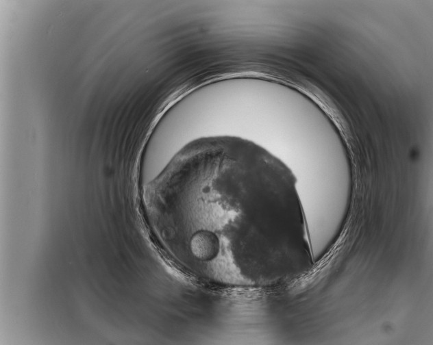 X0000098170858200805011012