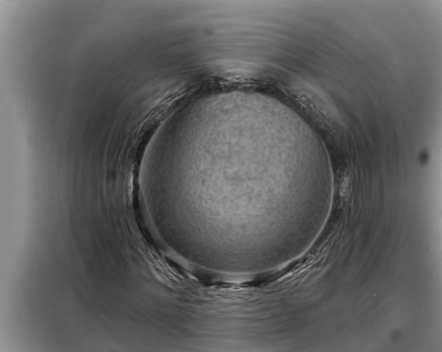 X0000098170868200805011012