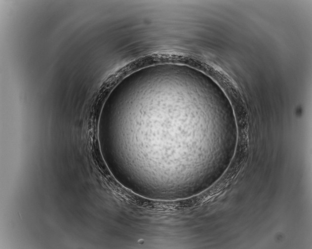 X0000098170870200805011012