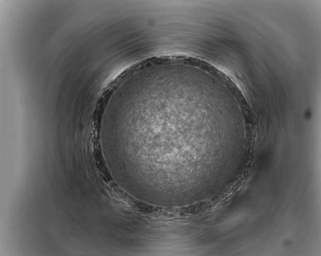 X0000098170871200805011011