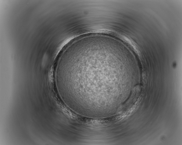 X0000098170875200805011011