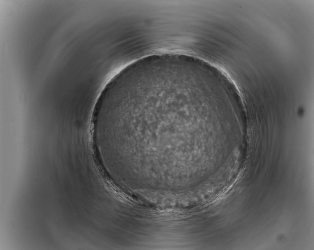 X0000098170879200805011011