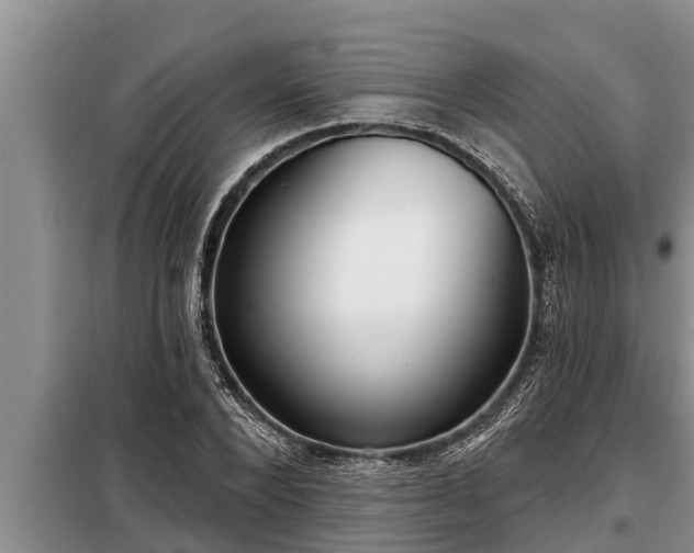 X0000098170880200805011011