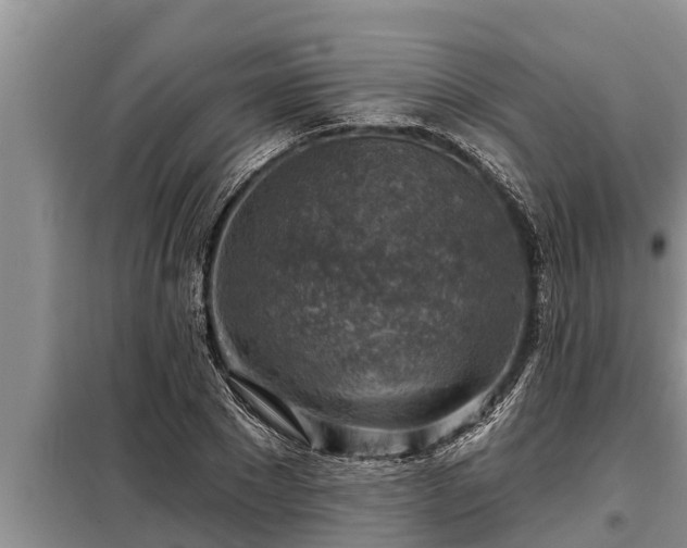 X0000098170881200805011011