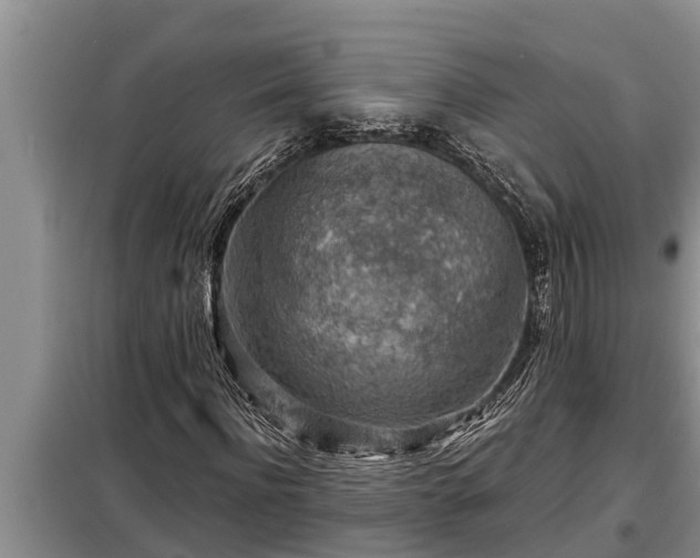 X0000098170916200805011010