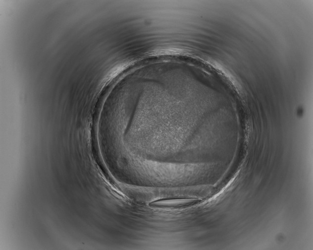 X0000098170921200805011010