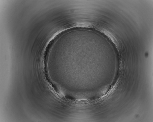 X0000098170923200805011010