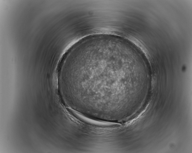 X0000098170925200805011010