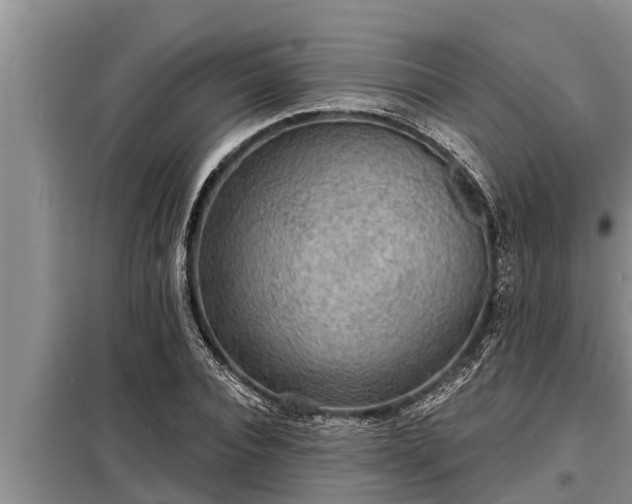 X0000098170928200805011010