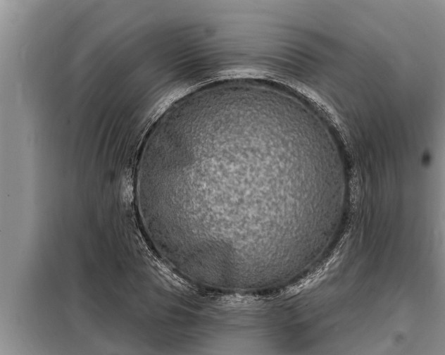 X0000098170929200805011010