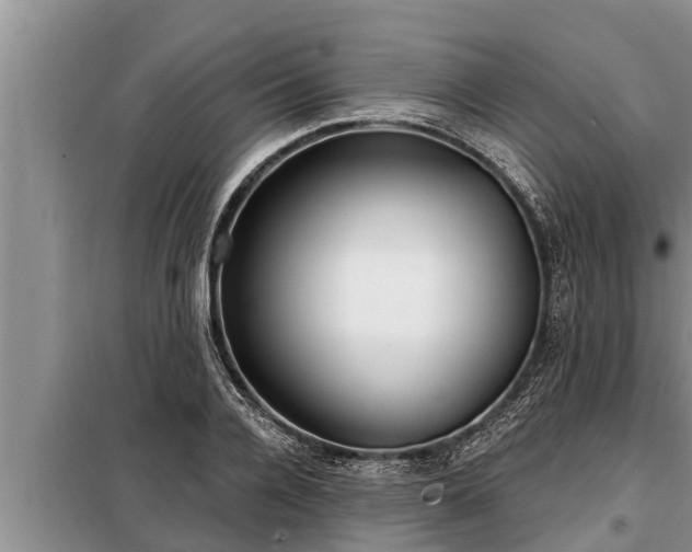 X0000098170936200805011011