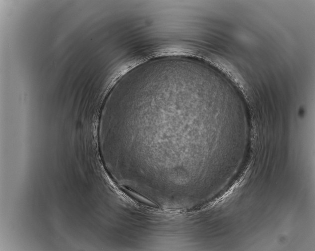 X0000098170937200805011011