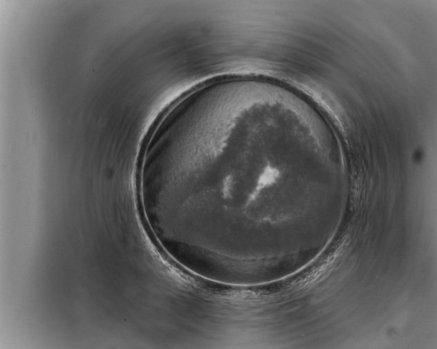 X0000098170943200805011011