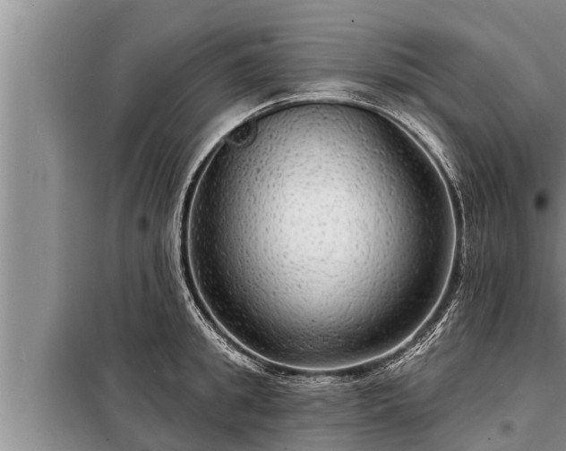 X0000098170949200805011011