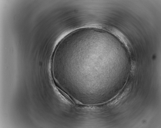 X0000098170952200805011011