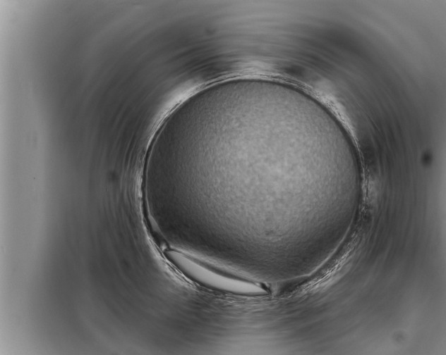 X0000098170954200805011011