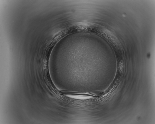 X0000098170964200805011010