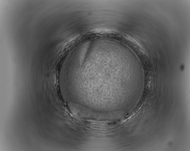 X0000098170966200805011010