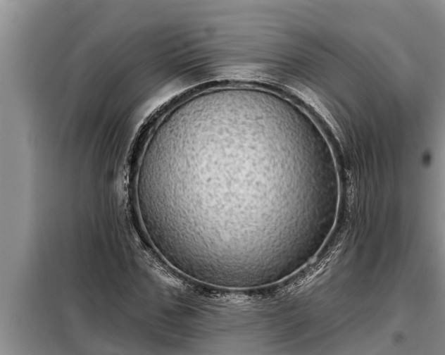 X0000098170971200805011010