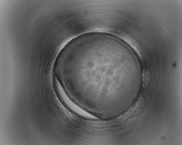 X0000098170972200805011010