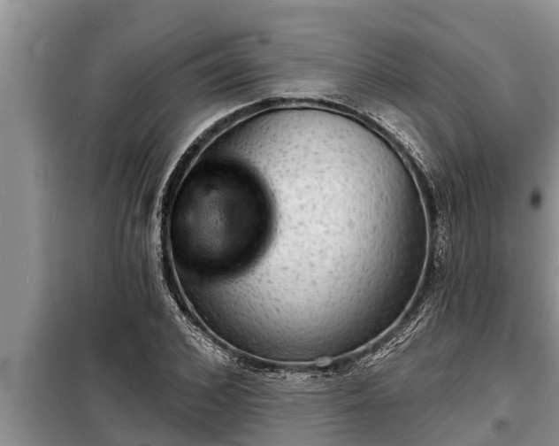 X0000098170976200805011010