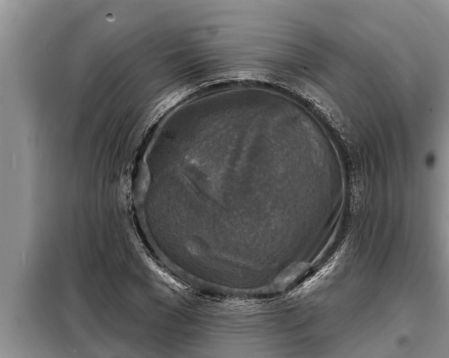 X0000098170977200805011010