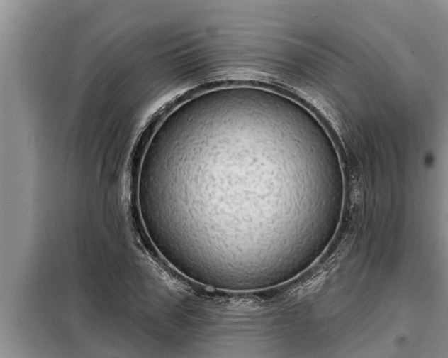 X0000098170979200805011010