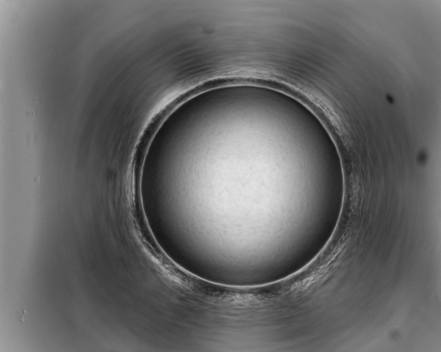 X0000098170982200805011010