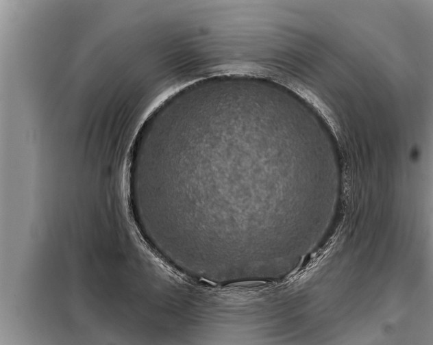 X0000098170983200805011010