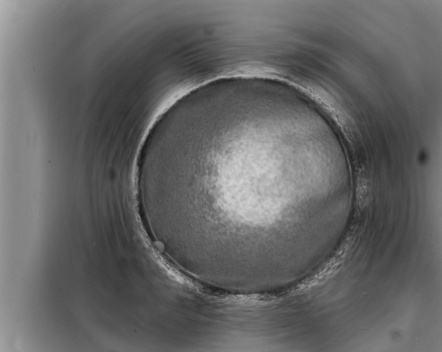 X0000098170990200805011010