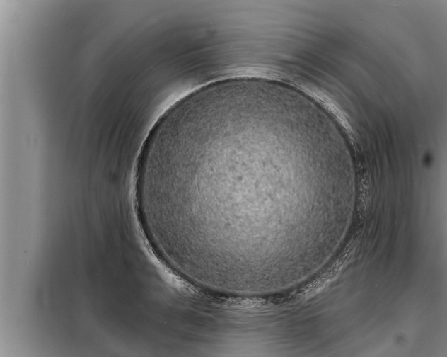 X0000098170991200805011009