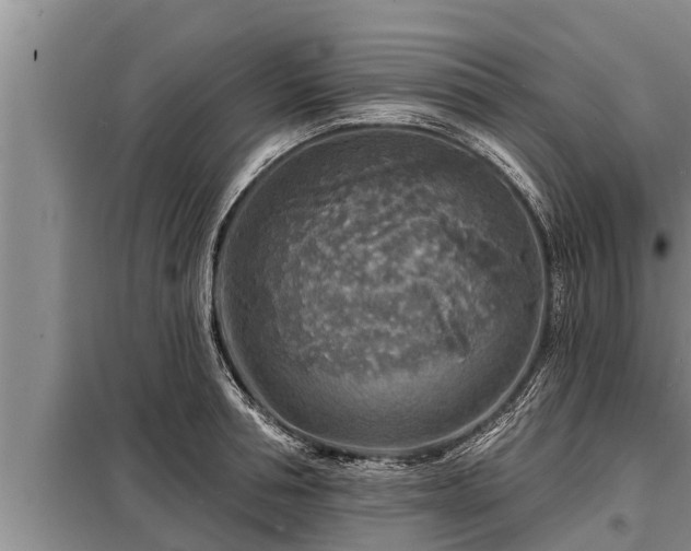 X0000098170994200805011009