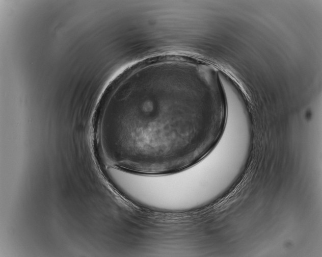 X0000098171024200805011009