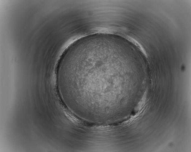 X0000098171027200805011009