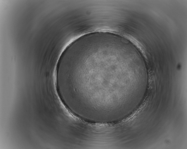 X0000098171032200805011009