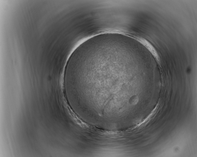 X0000098171052200805011009