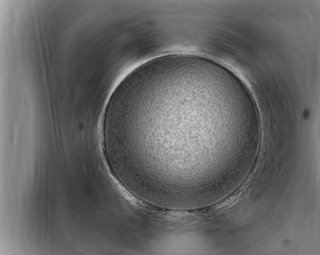 X0000098171056200805011009