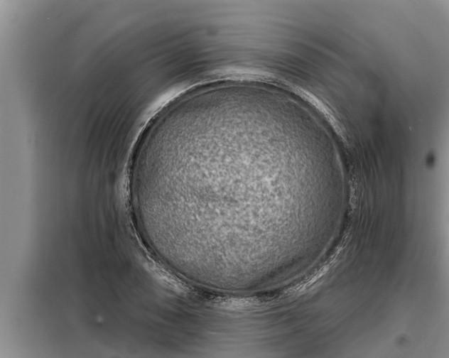 X0000098171074200805011008