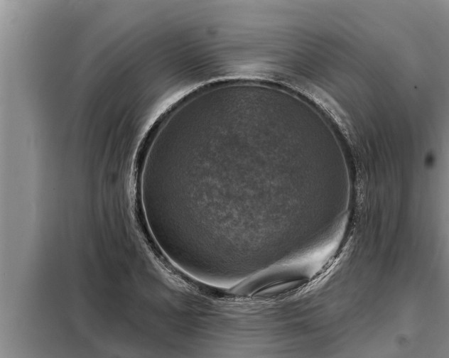 X0000098171077200805011008