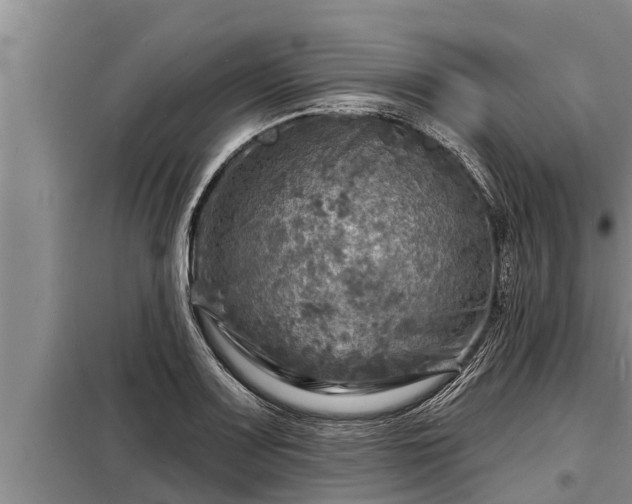 X0000098171083200805011008