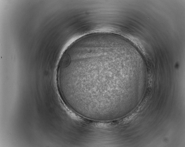 X0000098171086200805011008