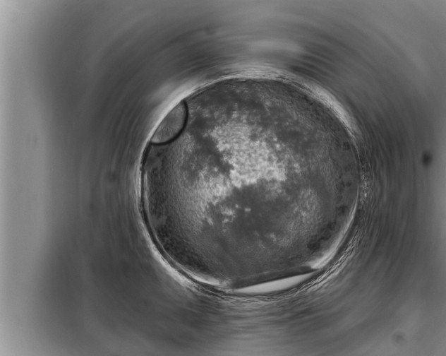 X0000098171095200805011008