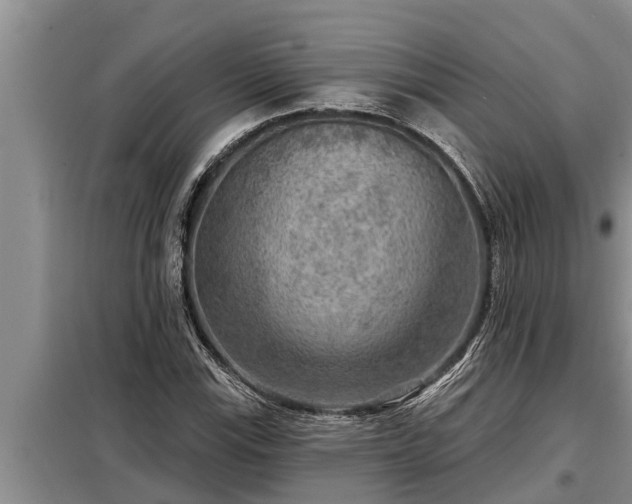 X0000098171115200805011007