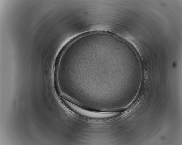 X0000098171124200805011007